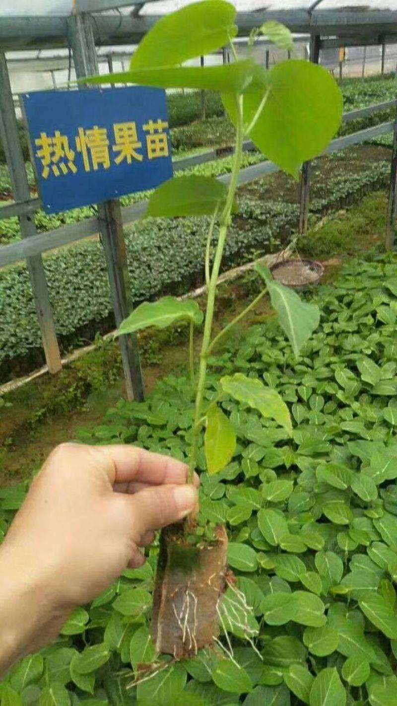 热情百香果苗，果子非常蜜甜好吃的，带土带叶发货