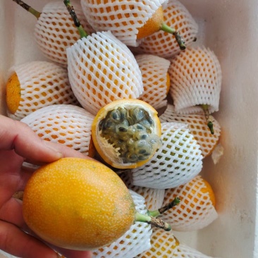 热情百香果苗，果子非常蜜甜好吃的，带土带叶发货