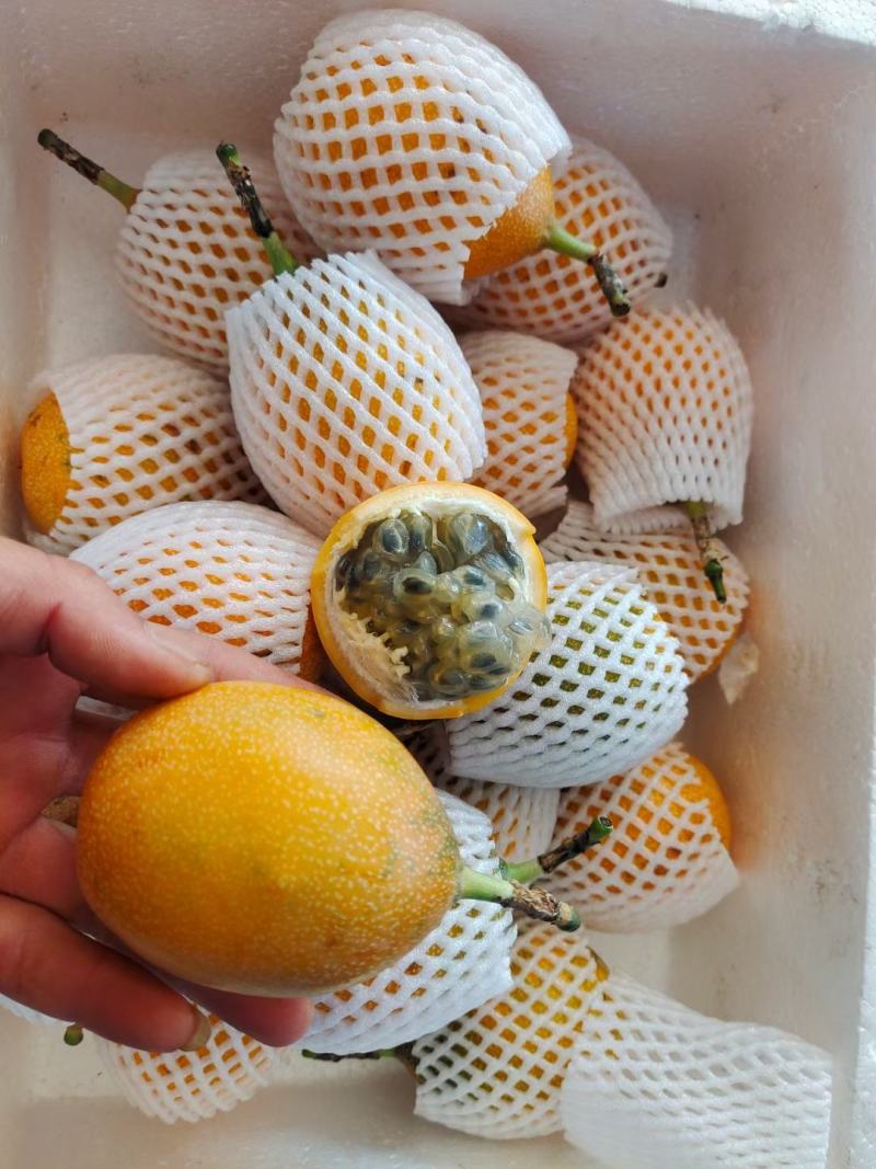 热情百香果苗，果子非常蜜甜好吃的，带土带叶发货