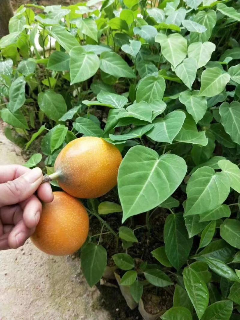 热情百香果苗，果子非常蜜甜好吃的，带土带叶发货