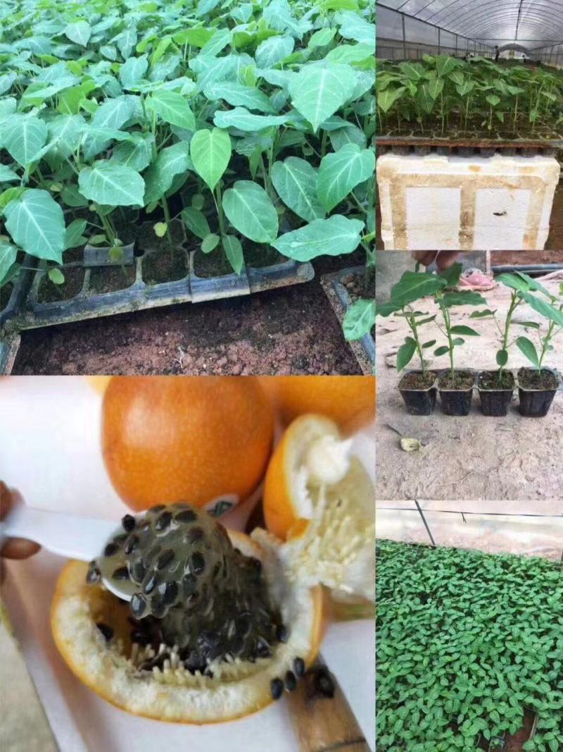 热情百香果苗，果子非常蜜甜好吃的，带土带叶发货