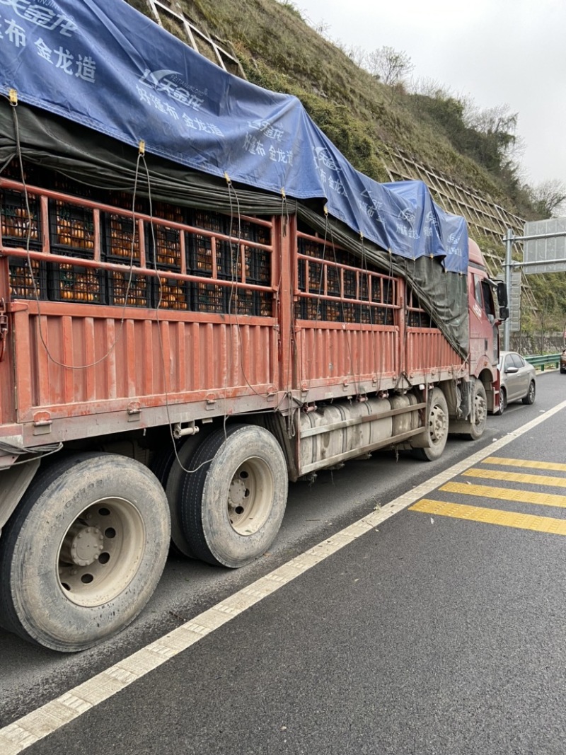 湖北【秭归脐橙】绵橙皮薄细纹多汁产地批发