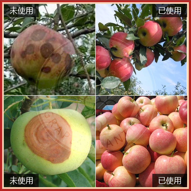 国光松尔50%甲基硫菌灵苹果轮纹病农药杀菌剂100克