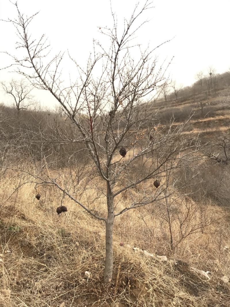 各规格石榴树，丛生石榴树