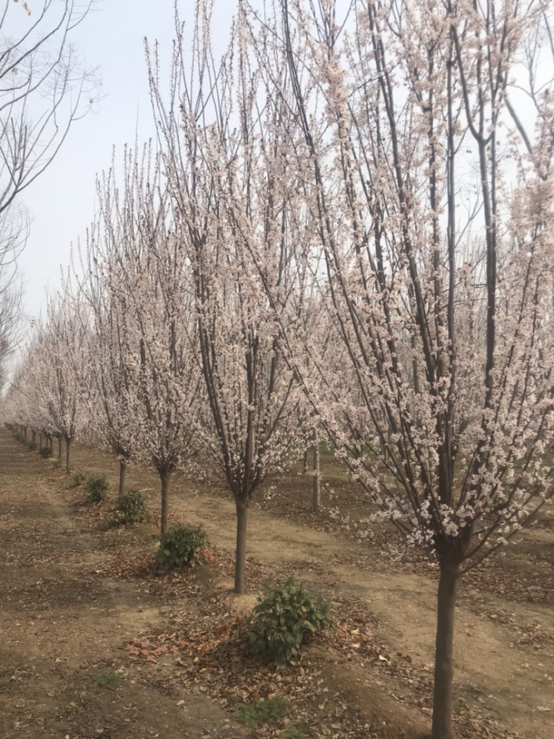 紫叶李10公分12公分15公分18公分紫叶李苗圃直供