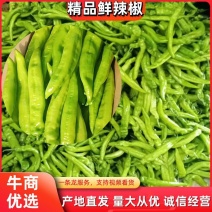 辽宁东北精品辣椒产地直供。一手货源。欢迎你们。