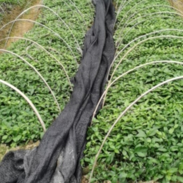 南板蓝根幼苗（种植加工回收）量大从优重要的是种一年管3年