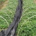 南板蓝根幼苗（种植加工回收）量大从优重要的是种一年管3年