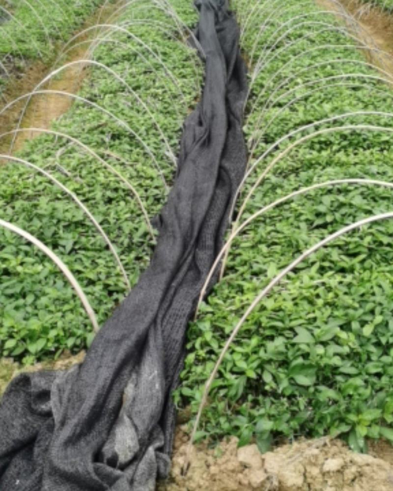 南板蓝根幼苗（种植加工回收）量大从优重要的是种一年管3年