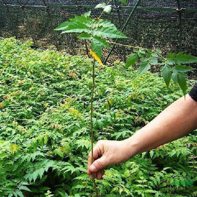 新采栾树种子北京栾树种子林木种子黄山栾树种子北栾