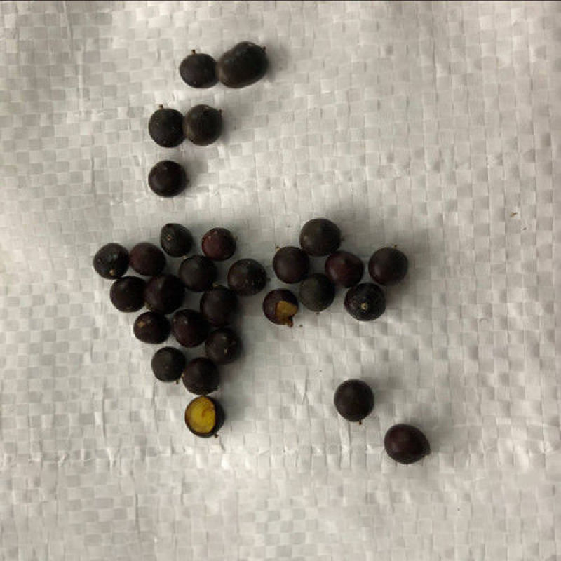 新采栾树种子北京栾树种子林木种子黄山栾树种子北栾