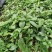 南板蓝根幼苗（种植加工回收）量大从优重要的是种一年管3年