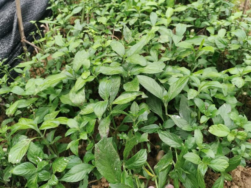 南板蓝根幼苗（种植加工回收）量大从优重要的是种一年管3年