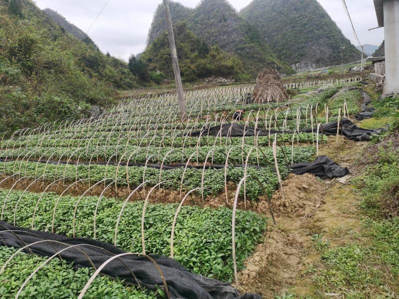 南板蓝根幼苗（种植加工回收）量大从优重要的是种一年管3年