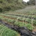 南板蓝根幼苗（种植加工回收）量大从优重要的是种一年管3年