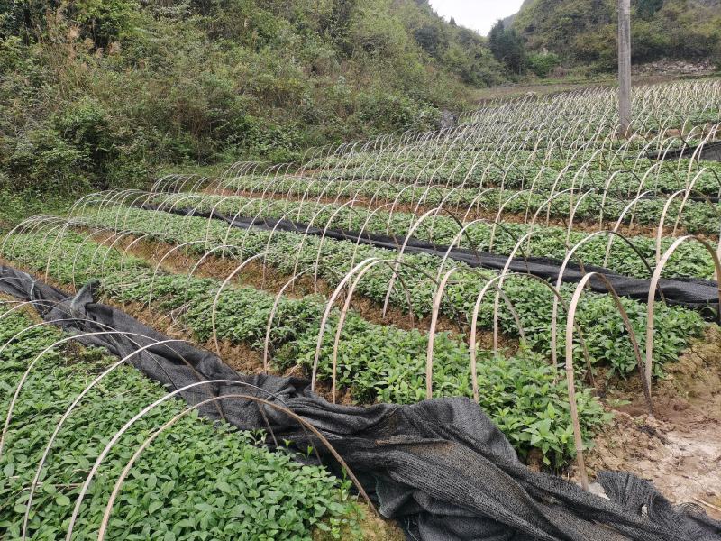南板蓝根幼苗（种植加工回收）量大从优重要的是种一年管3年