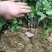 南板蓝根幼苗（种植加工回收）量大从优重要的是种一年管3年