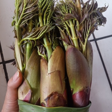 云南普洱刺嫩芽_红色刺老芽_刺包菜