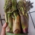 云南普洱刺嫩芽_红色刺老芽_刺包菜