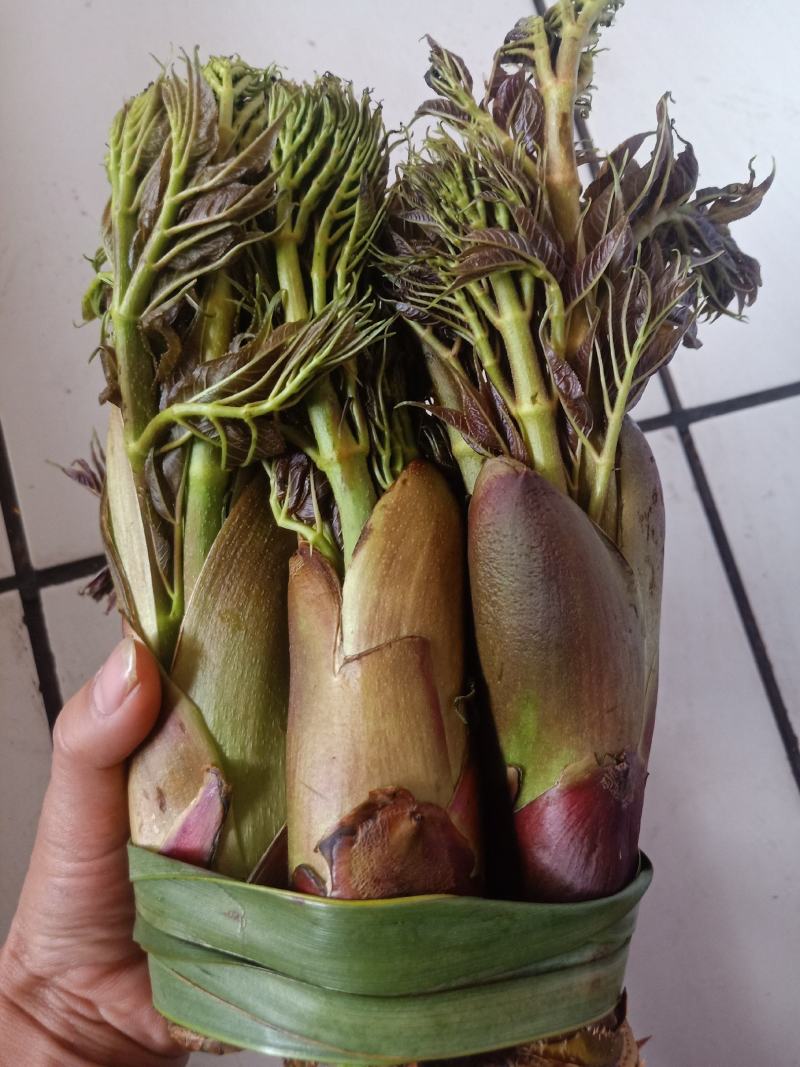 云南普洱刺嫩芽_红色刺老芽_刺包菜