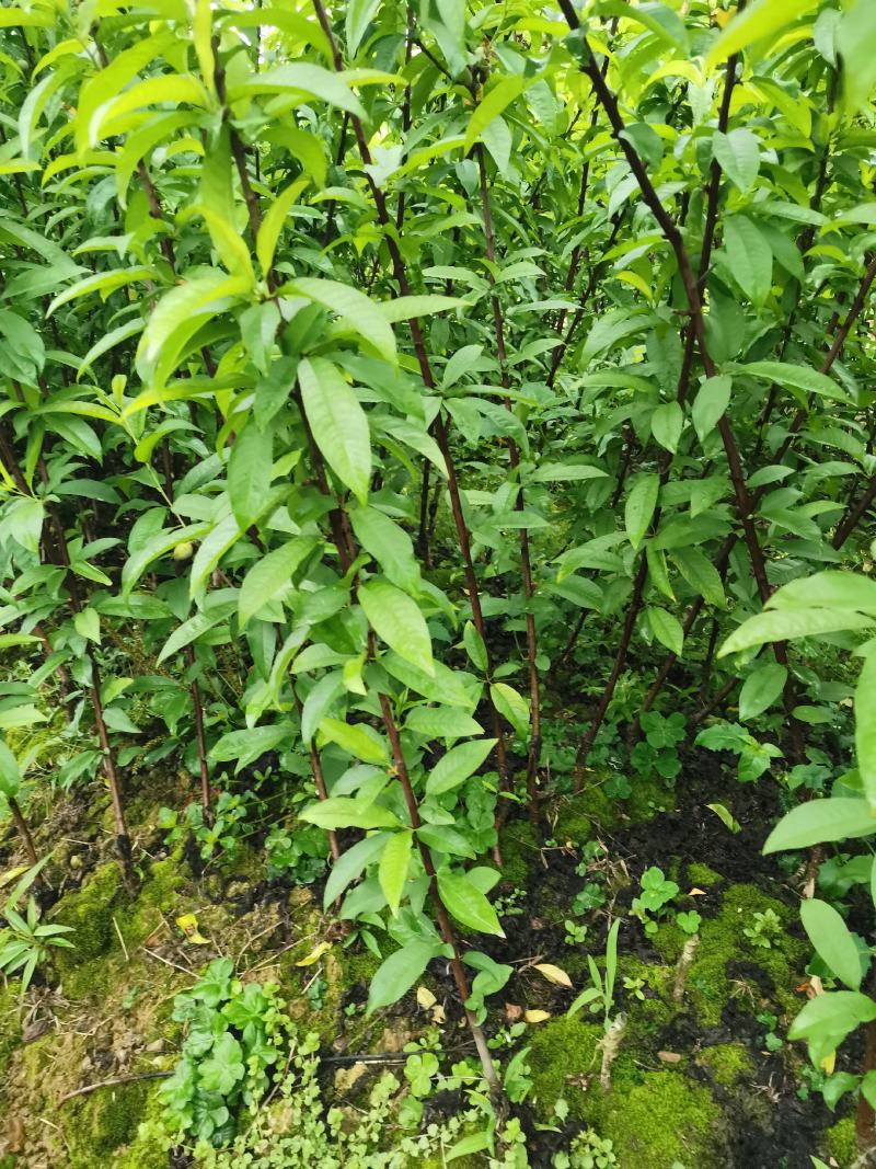 桃花树苗，包正宗，假一赔十，提供免费种植技术