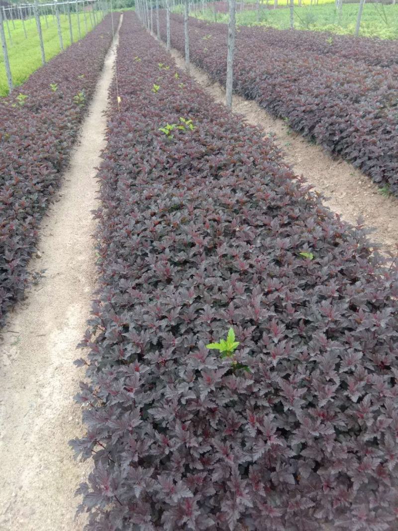 买金叶风箱果紫叶风箱果扦插苗请到开原市老潘花木场选购