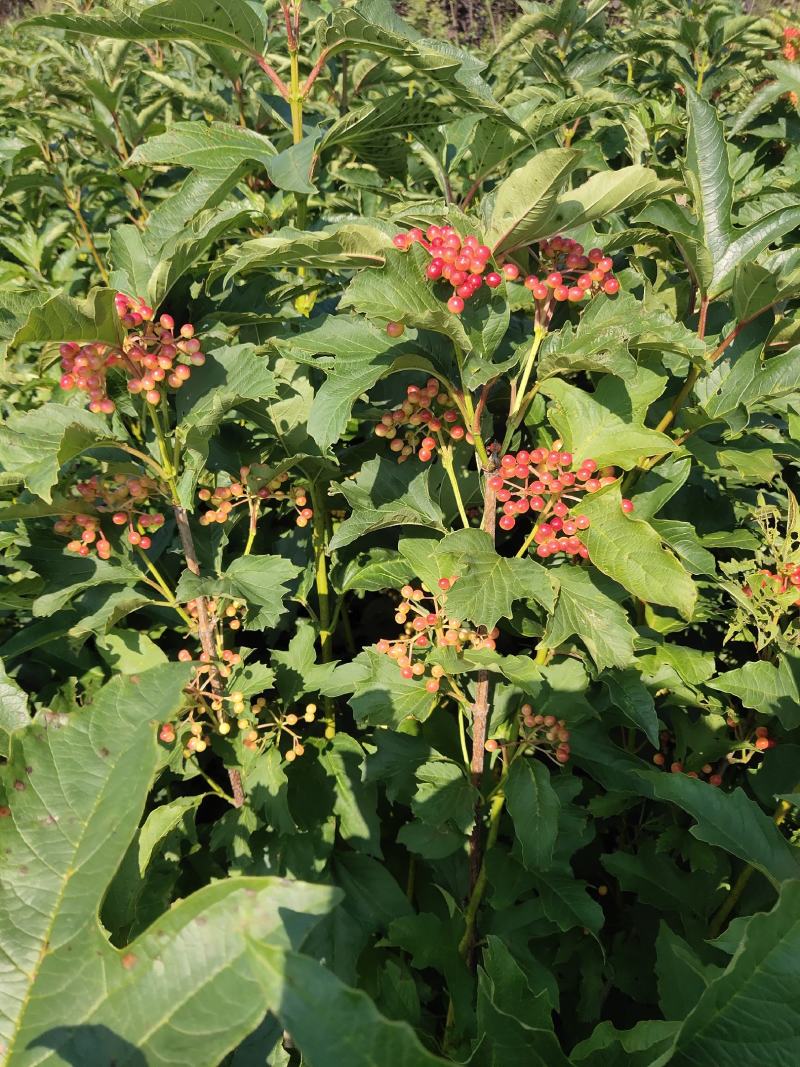 天目琼花鸡树条荚迷三年墩可切花观花观果植物
