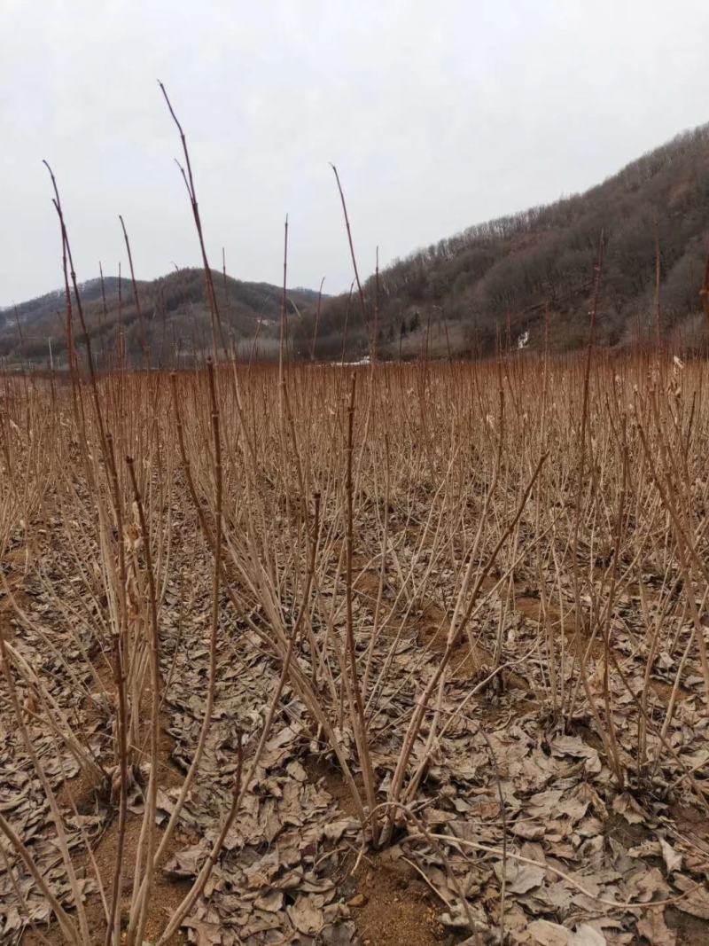 天目琼花鸡树条荚迷三年墩可切花观花观果植物