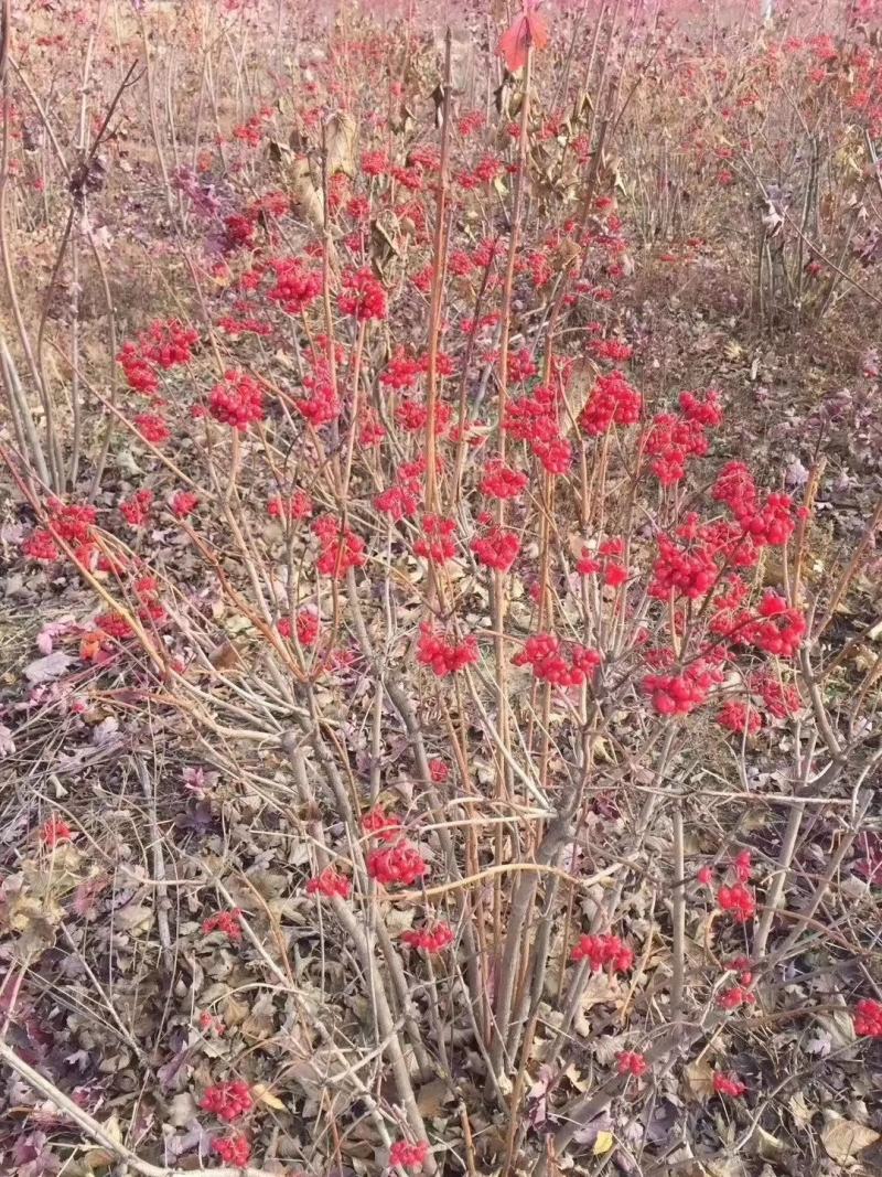 天目琼花鸡树条荚迷三年墩可切花观花观果植物