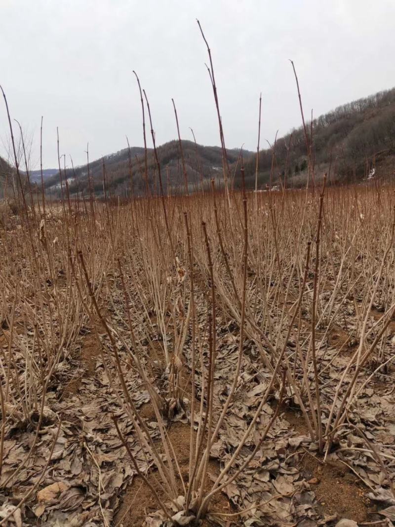 天目琼花鸡树条荚迷三年墩可切花观花观果植物