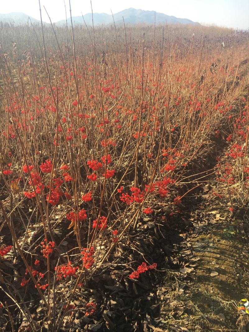 天目琼花鸡树条荚迷三年墩可切花观花观果植物