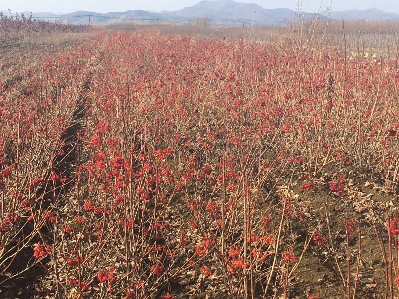 天目琼花鸡树条荚迷三年墩可切花观花观果植物
