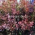 紫叶小檗苗木各种规格色块绿篱苗