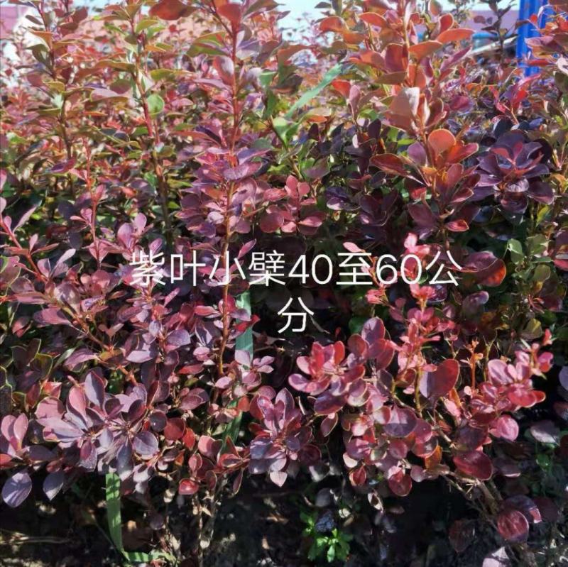 紫叶小檗苗木各种规格色块绿篱苗
