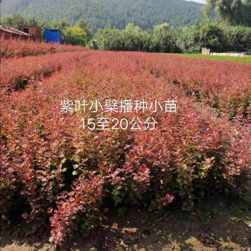紫叶小檗苗木各种规格色块绿篱苗