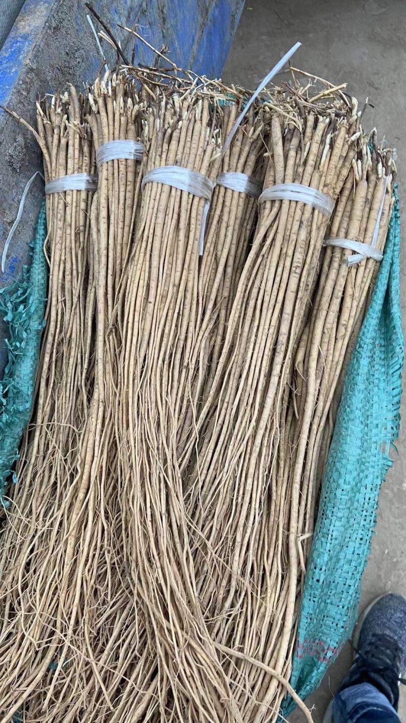 甘肃天水甘谷优质黄芪种苗