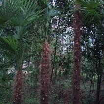不经过中间商转手棕榈树苗0.3米至3米各种规格齐全