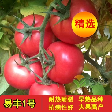 越冬进口番茄种子抗寒硬粉大果西红柿口感好抗病毒高产耐运输