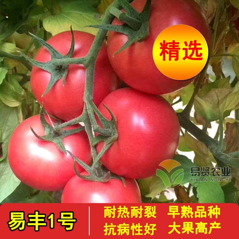 越冬进口番茄种子抗寒硬粉大果西红柿口感好抗病毒高产耐运输
