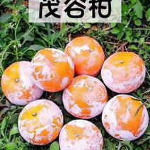 广西武鸣茂谷柑，现摘新鲜柑橘水果，一件