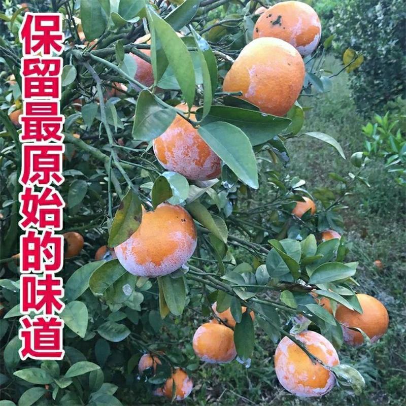 广西武鸣茂谷柑，现摘新鲜柑橘水果，一件代发