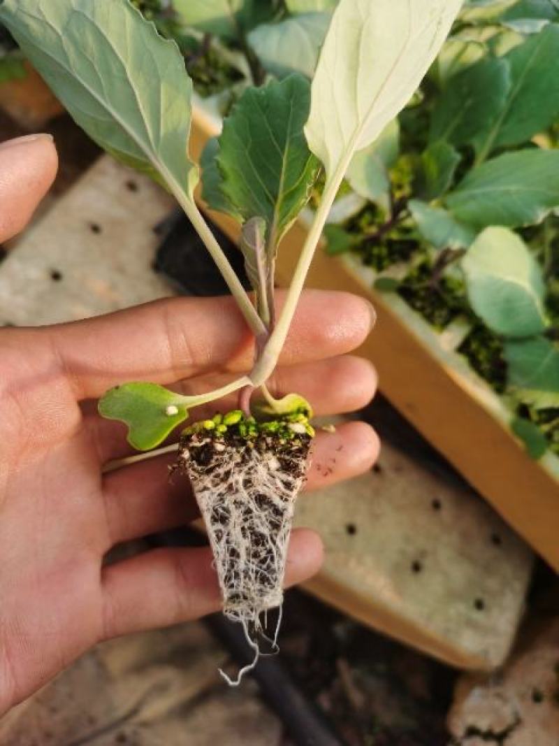 甘蓝苗圆包菜苗基地一手货源，苗子粗壮，根须发达，成活率高