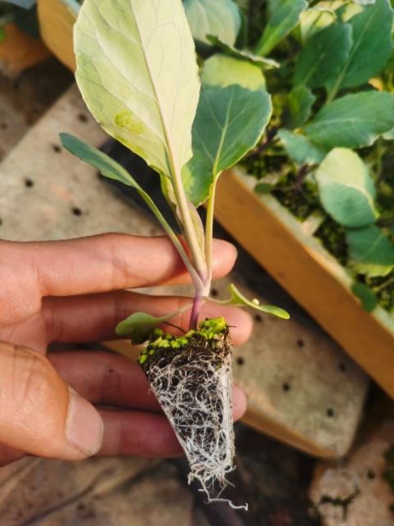 甘蓝苗圆包菜苗基地一手货源，苗子粗壮，根须发达，成活率高