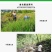 江西瑞金产地直销正宗高山竹根水做的沉酒酿特香特甜无添加剂