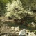 江西瑞金产地直销正宗高山竹根水做的沉酒酿特香特甜无添加剂
