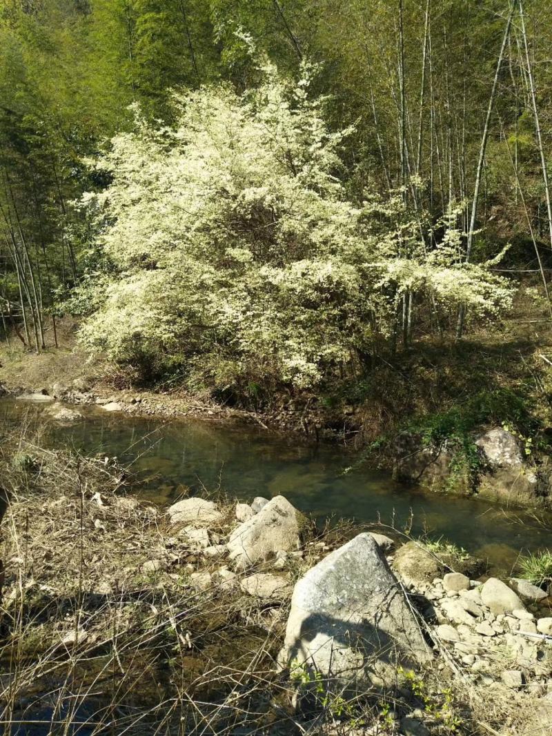 江西瑞金产地直销正宗高山竹根水做的沉酒酿特香特甜无添加剂