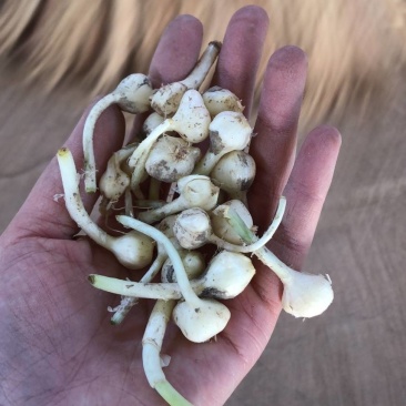 小根蒜，小蒜，野生小根菜菜，手工掐须子的，两头掐，干净