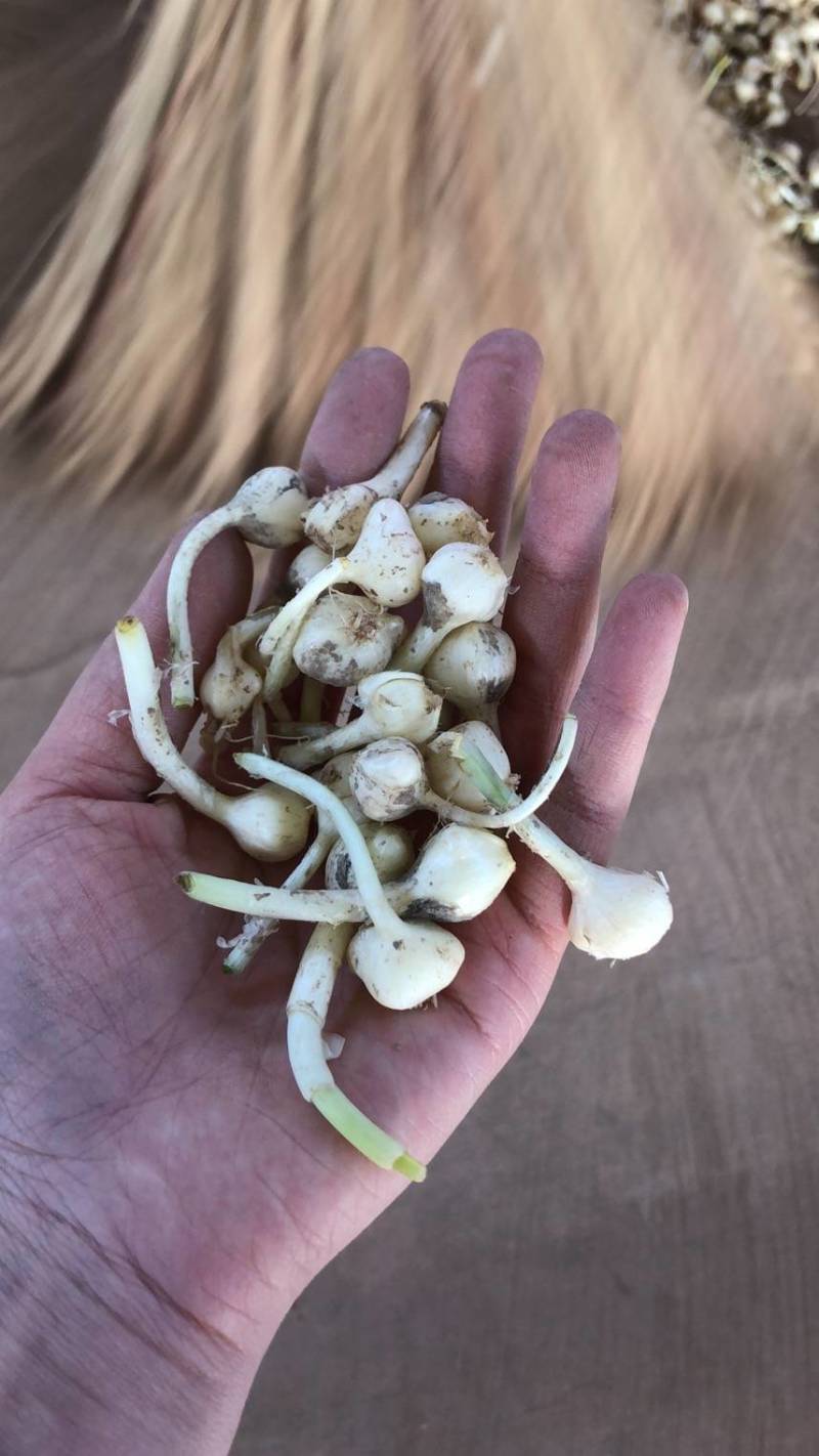 小根蒜，小蒜，野生小根菜菜，手工掐须子的，两头掐，干净
