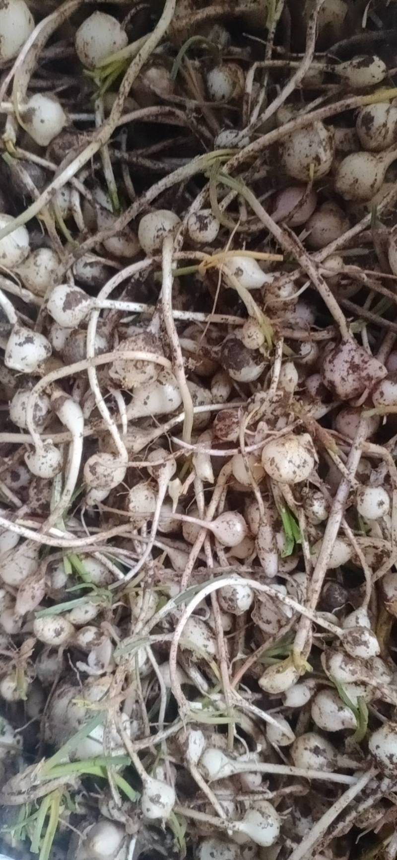 小根蒜，小蒜，野生小根菜菜，手工掐须子的，两头掐，干净