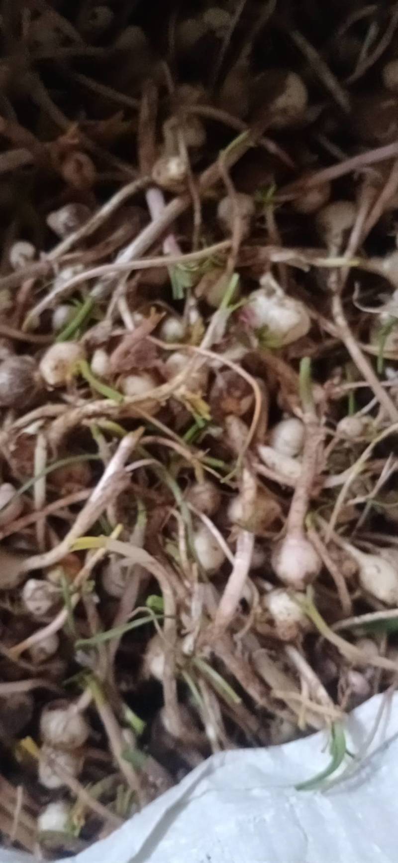 小根蒜，小蒜，野生小根菜菜，手工掐须子的，两头掐，干净